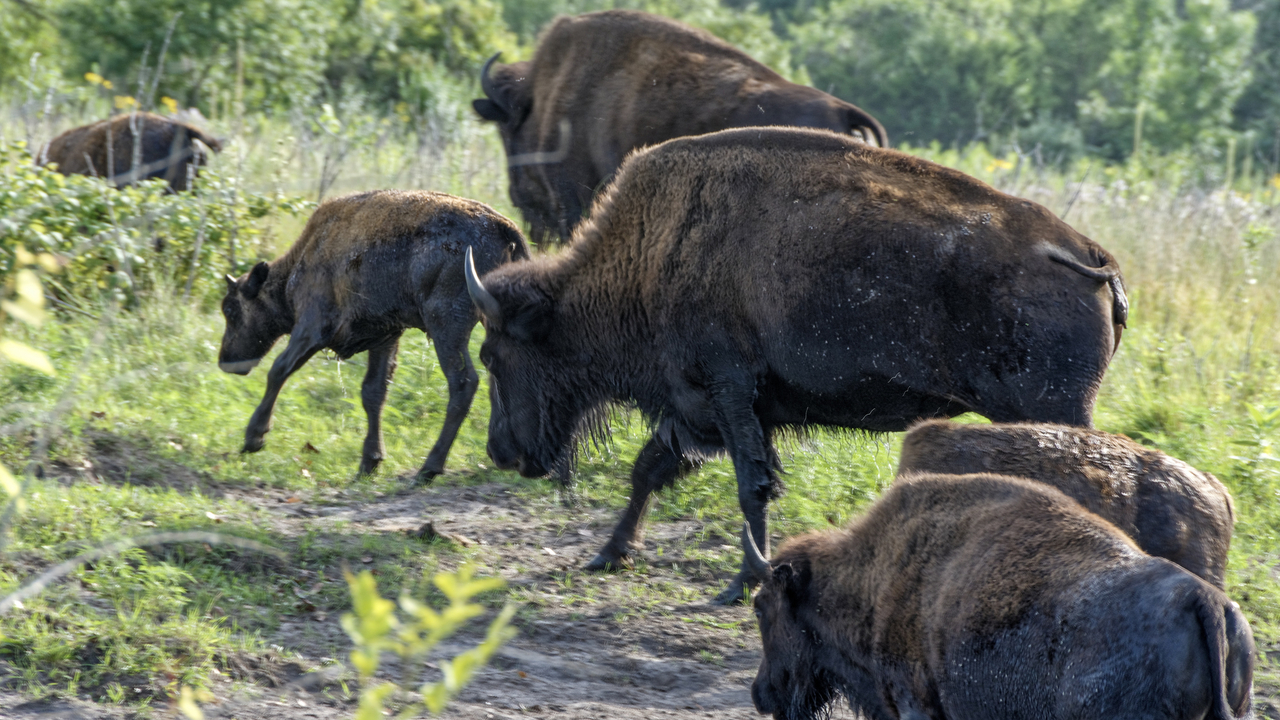 20190801-174035••North Mankato•Minnesota•USA